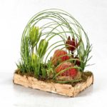 ARRANGEMENT ~ Designer : Michaela Vernon, Wildflowers Australia competition ~ Foliage & Flowers : Steel Grass, Emu Grass™, leucadendron, banksia, berzelia