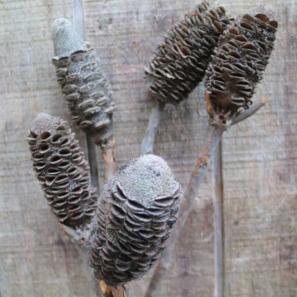 Banksia Sticks