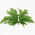 Broad Leaf Umbrella Fern™