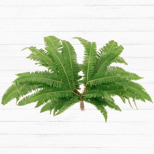 Broad Leaf Umbrella Fern™