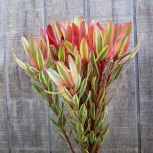 Leucadendron Jester