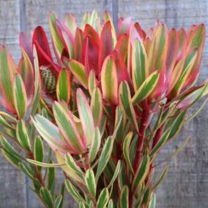 Leucadendron Jester close-up