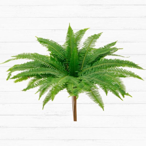 Plantation Umbrella Fern™