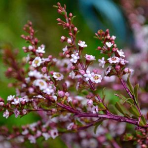 Thryptomene