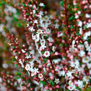 Thryptomene white