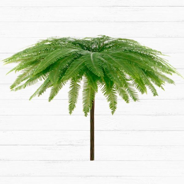 Umbrella Fern™