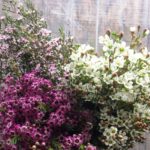 Waxflower varieties