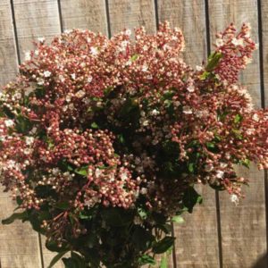 Viburnum flowering