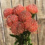 Leucospermum varieties