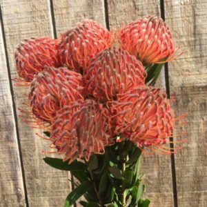 Leucospermum varieties