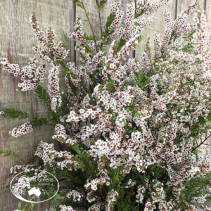 Thryptomene