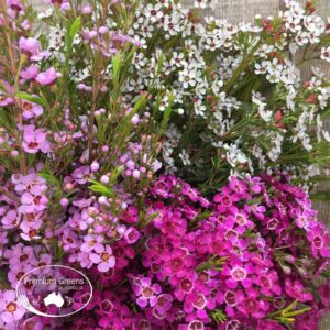 Waxflower varieties