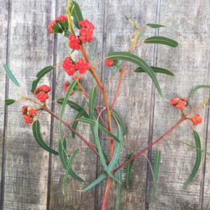 Eucalyptus sp. - Red Nut Gum stem