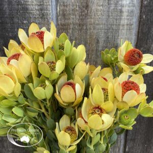 Leucadendron