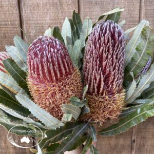 Banksia menziesii