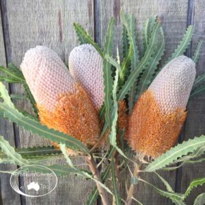 Banksia prionotes