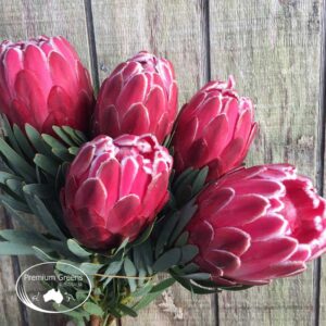 Protea varieties