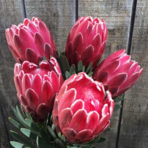 Protea varieties